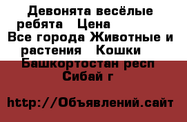 Девонята весёлые ребята › Цена ­ 25 000 - Все города Животные и растения » Кошки   . Башкортостан респ.,Сибай г.